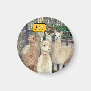 Llamas are from Peru on this magnet