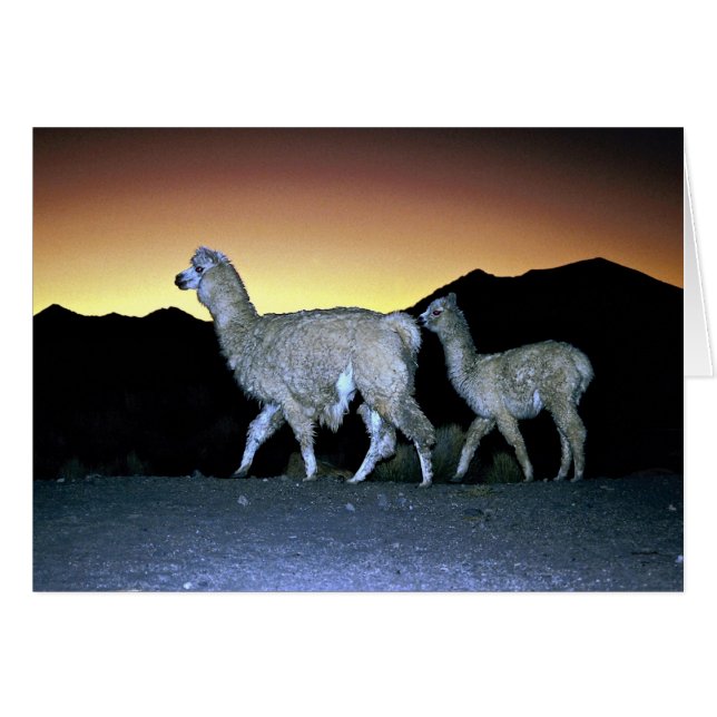 Llamas at sunset (Front Horizontal)