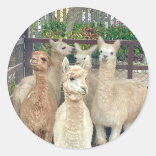 Llamas of Peru on stickers