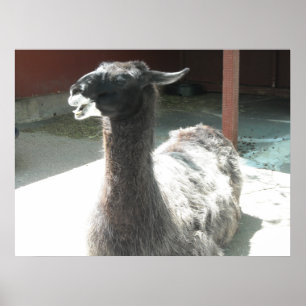 Llamas Poster