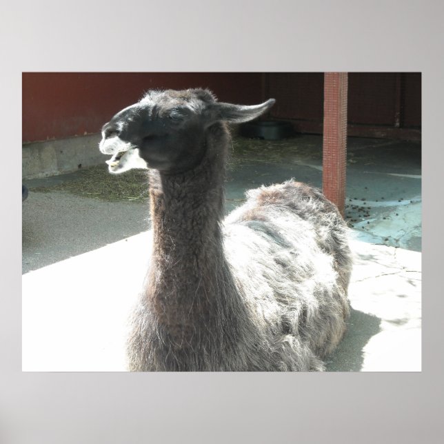 Llamas Poster (Front)