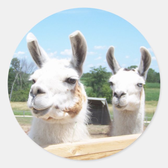Llamas Sticker (Front)