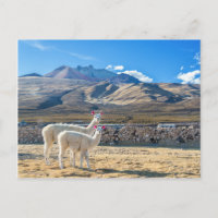 Llamitas en el Salar de Uyuni, Bolivia.