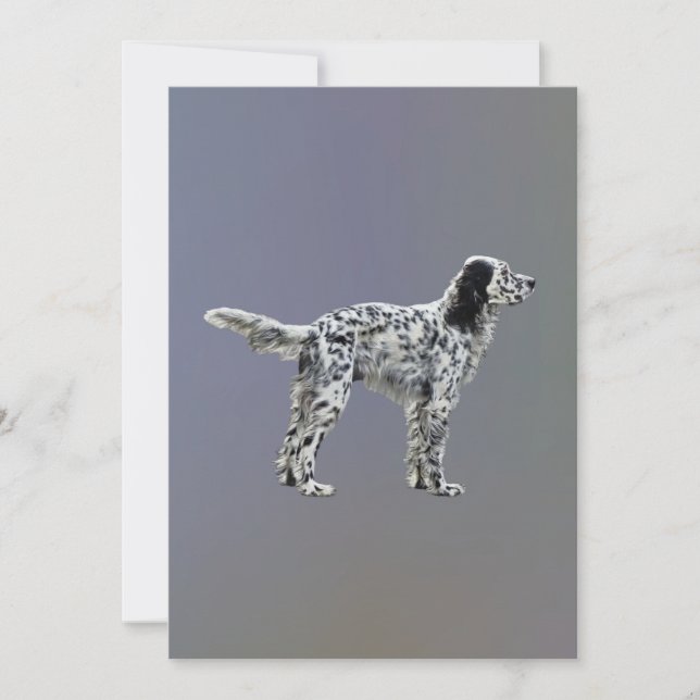 LLewellin Setter (Front)