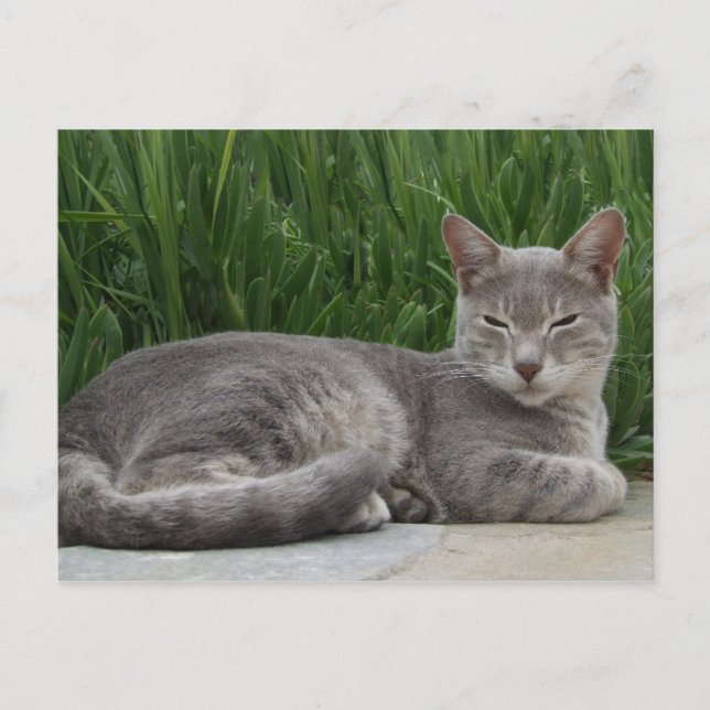 Lloyd Cat Postcard (Front)