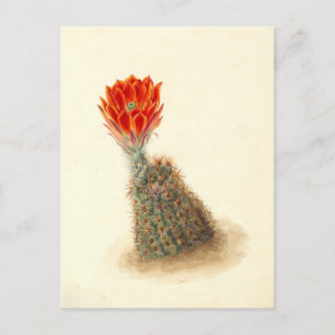 Lloyd's Strawberry Cactus Botanical Illustration Postcard