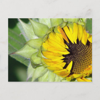 Lo! a Sunflower is Born Postcard