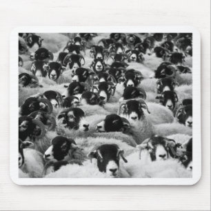 LOADS of Rams Sheep Black and White Mouse Mat