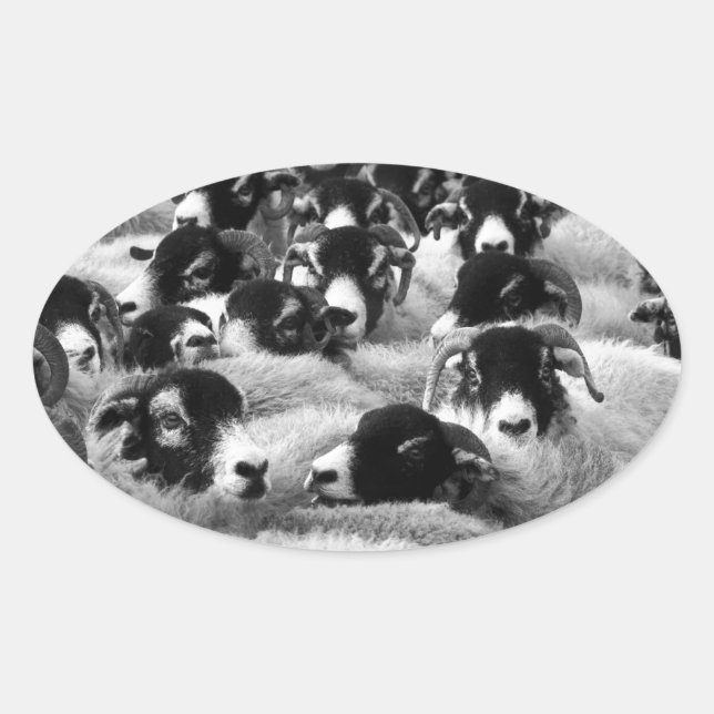 LOADS of Rams Sheep Black and White Oval Sticker (Front)