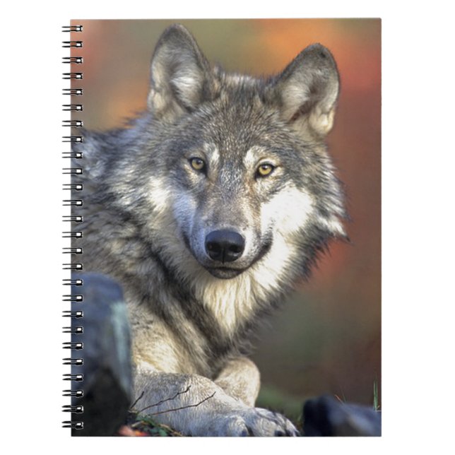 Lobo Gris Notebook (Front)