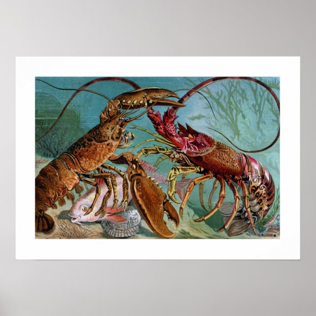 Lobster and Langoustine Poster (Front)