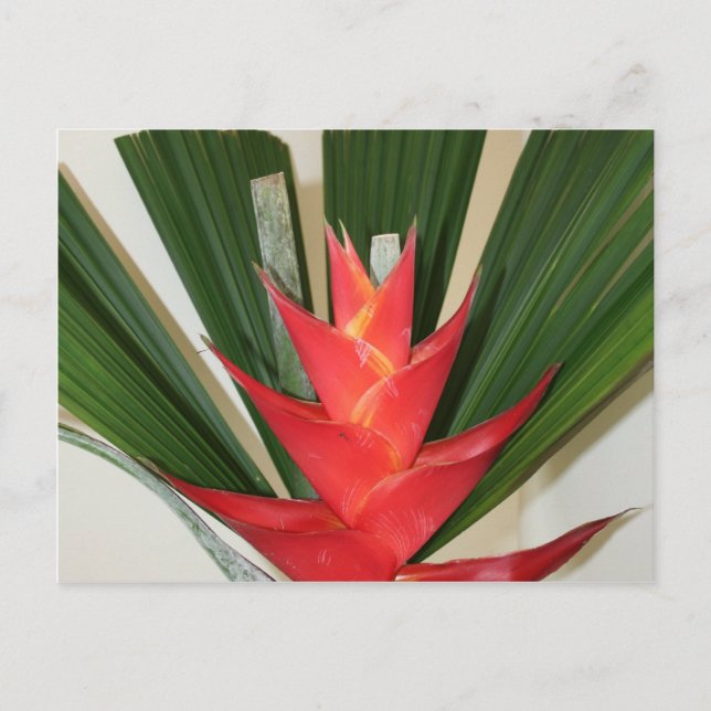 Lobster claw Heliconia flower Postcard (Front)