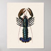Lobster - Homard Commun