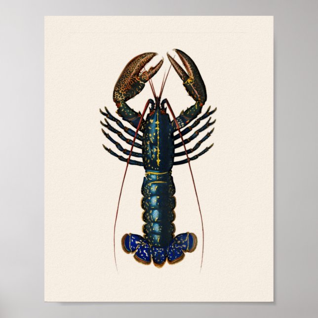 Lobster - Homard Commun Poster (Front)
