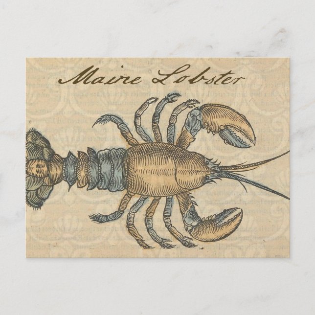 Lobster Illustration Antique Maine Seafood Postcard (Front)