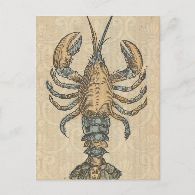 Lobster Illustration Antique Maine Seafood Postcard (Front)
