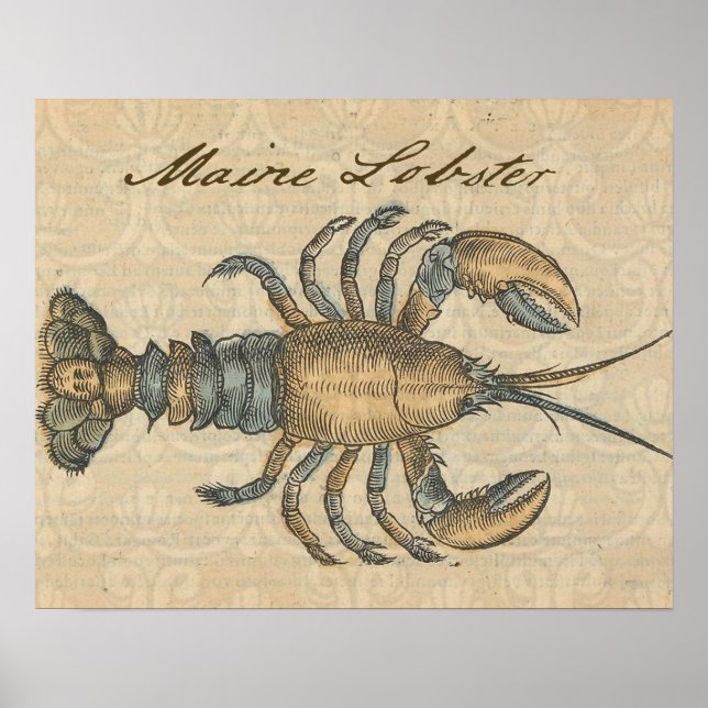 Lobster Illustration Antique Maine Seafood Poster (Front)