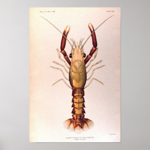 Lobster in the Fourth Stage Poster