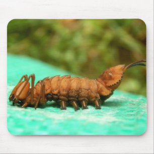 Lobster Moth Caterpillar Mouse Mat