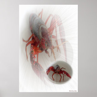 Lobster Print