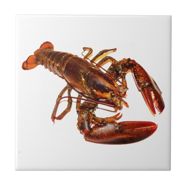 Lobster Tile (Front)