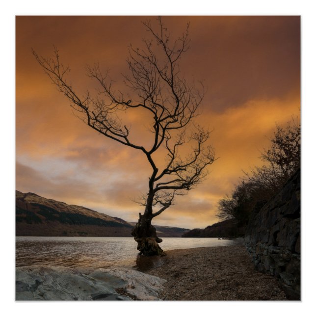Loch Lomond Firkin Point Single Tree Sunrise Poster (Front)
