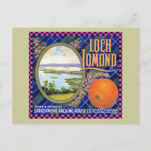 Loch Lomond Orange Flower Postcard