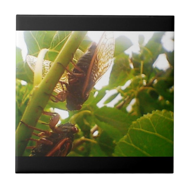 Locust Country Tile Insets (Front)