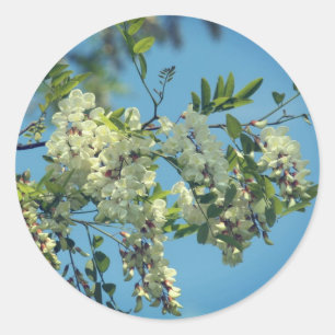 Locust Flower Blossoms Classic Round Sticker