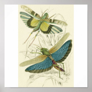 Locusta Cristata (lower), Locusta flava (upper) Poster