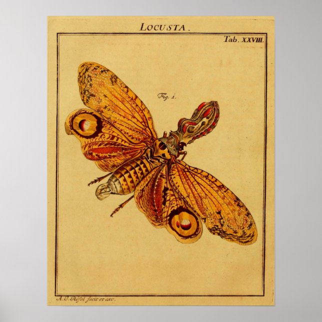 Locusta Poster (Front)