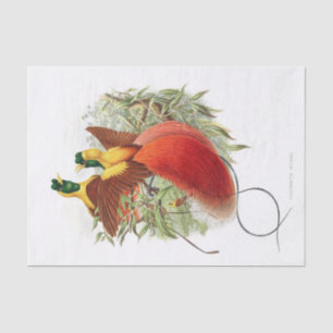 Loddigesia Mirabilis Decoupage Tissue Paper