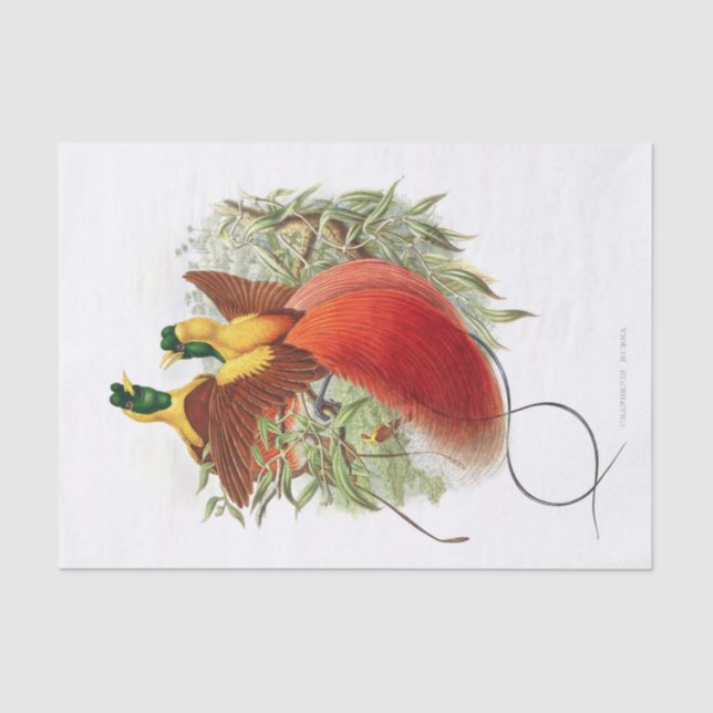 Loddigesia Mirabilis Decoupage  Tissue Paper (Front)