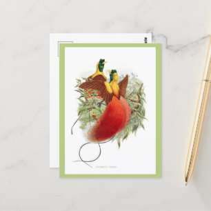 Loddigesia Mirabilis Postcard