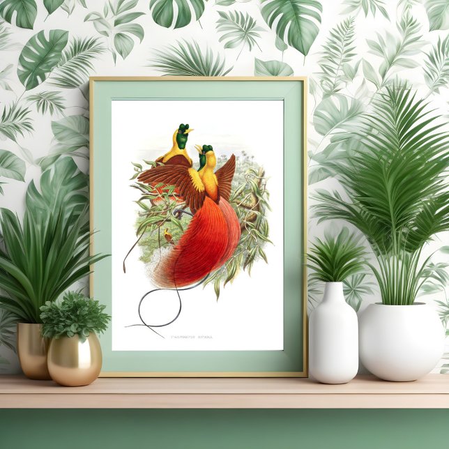 Loddigesia Mirabilis  Poster (Creator Uploaded)