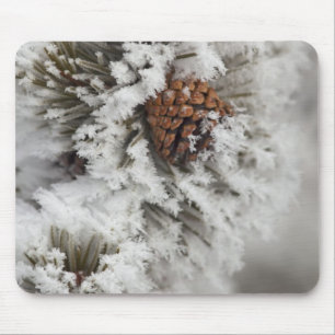 Lodgepole Pine cone in winter in Yellowstone Mouse Mat