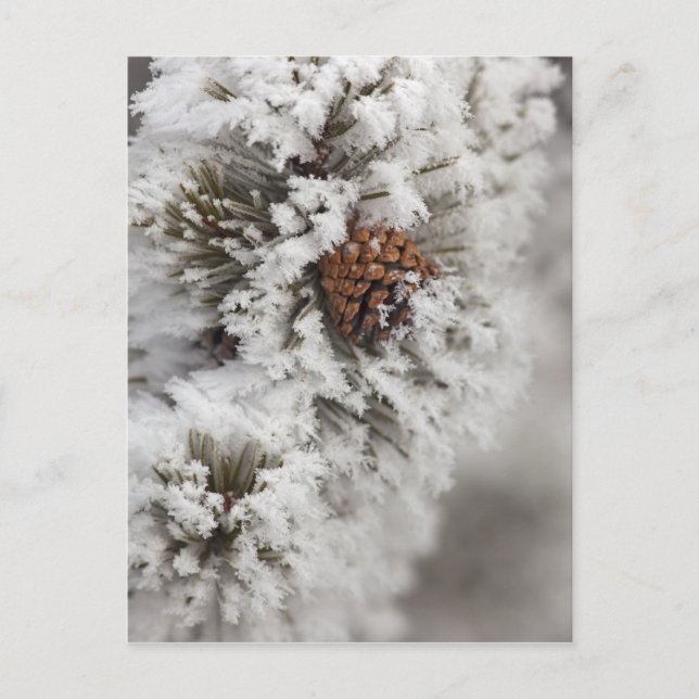 Lodgepole Pine cone in winter in Yellowstone Postcard (Front)