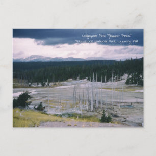 Lodgepole Pine Yellowstone National Park 1968 Postcard