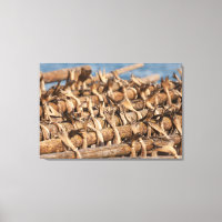 Lofoten Islands Stockfish