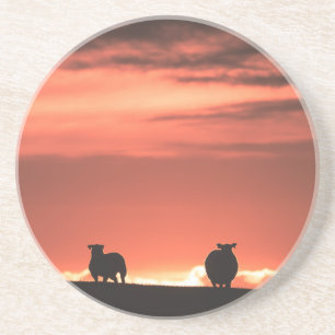 Lofoten Islands Sunset Sheep Nature Photo Coaster