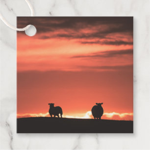 Lofoten Islands Sunset Sheep Nature Photo Favour Tags