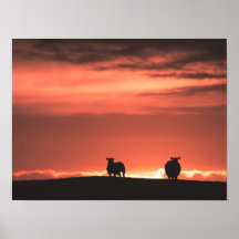 Lofoten Islands Sunset Sheep Nature Photo