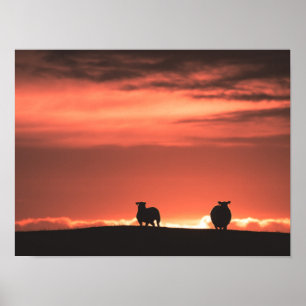 Lofoten Islands Sunset Sheep Nature Photo Poster