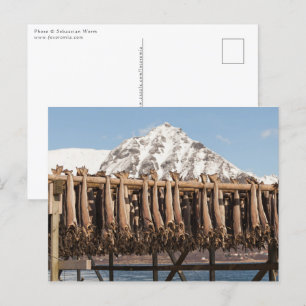 Lofoten Norway Stockfish Postcard