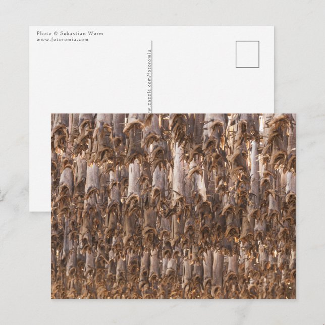 Lofoten Stockfish Postcard (Front/Back)