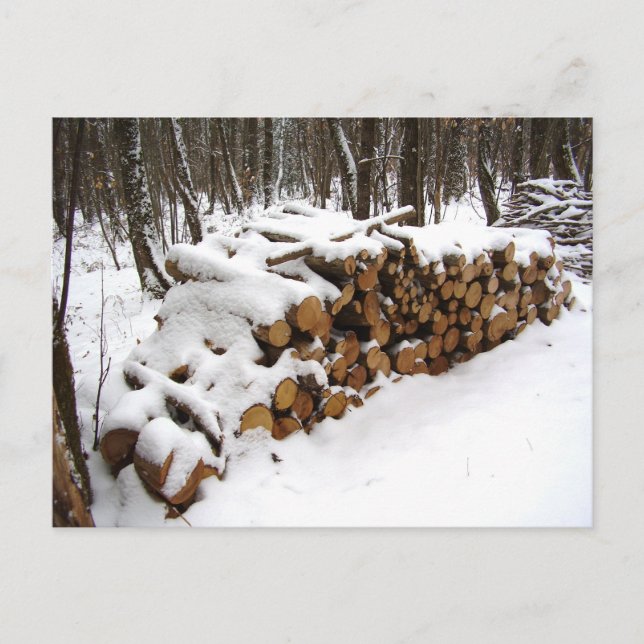 Log Pile in the Woods Postcard (Front)