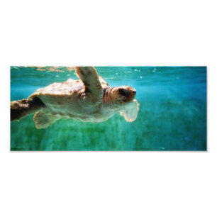 Loggerhead #1 Photo Print