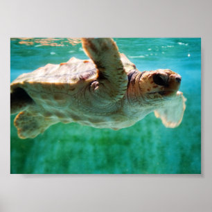 Loggerhead #1 Poster