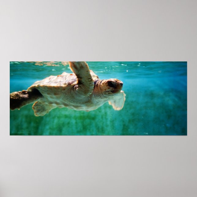 Loggerhead #1 Poster (Front)