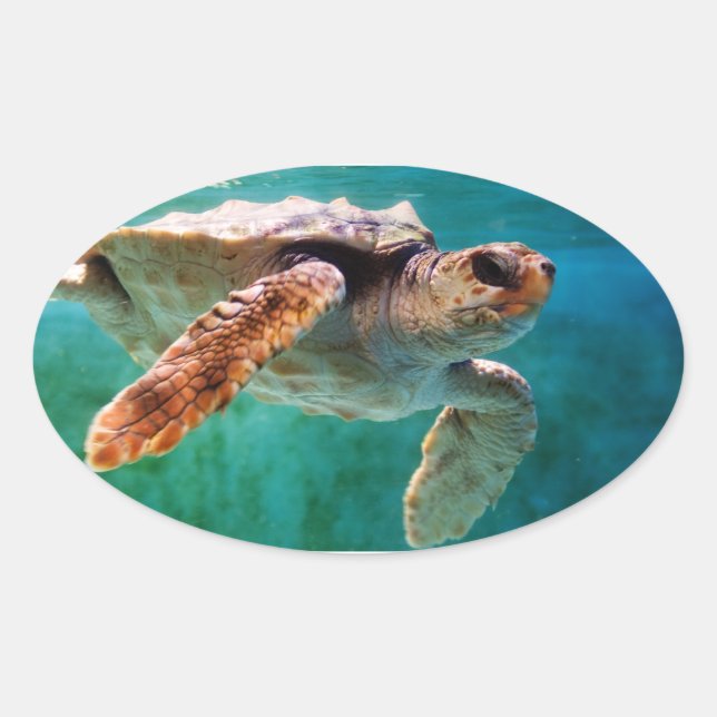 Loggerhead #2 Sticker (Front)